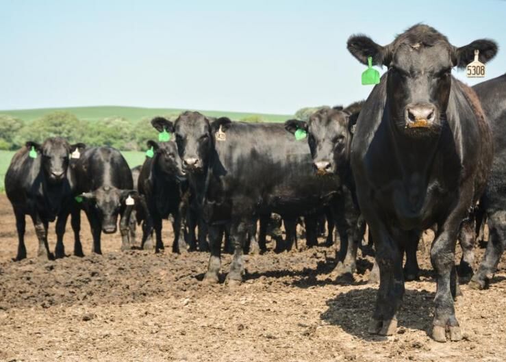 FL Steers